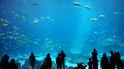 Discover the Ocean's Mysteries at the Georgia Aquarium