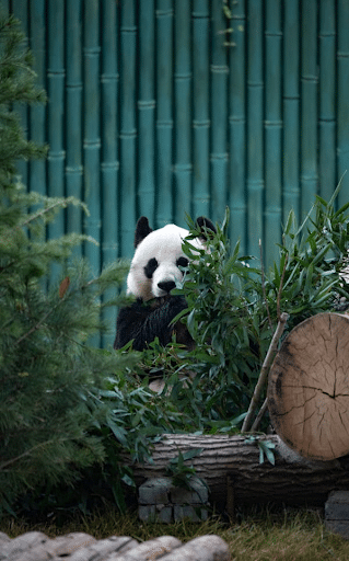 Hold a Face-to-Face Meeting with Pandas at Zoo Atlanta